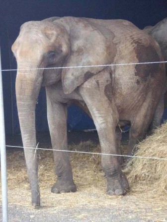 Elephant.JPG